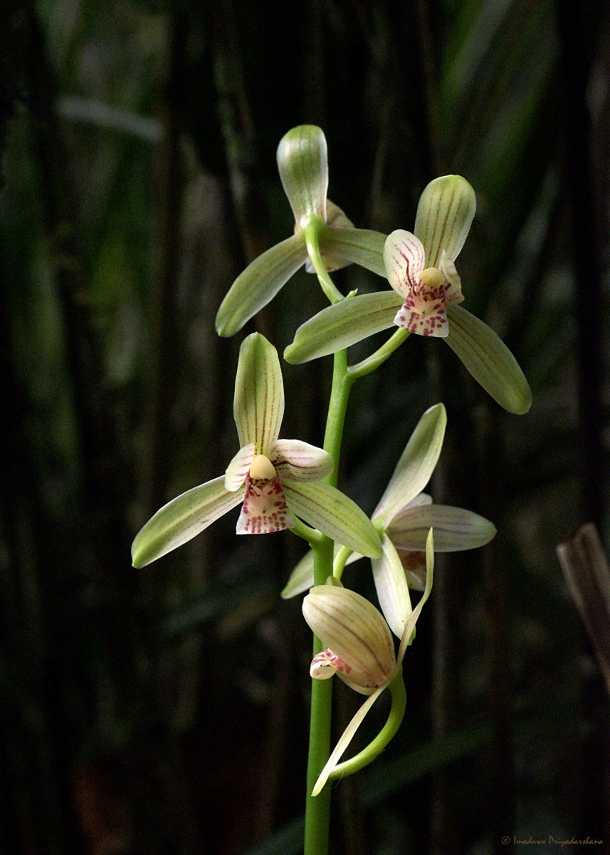 Cymbidium haematodes Lindl.